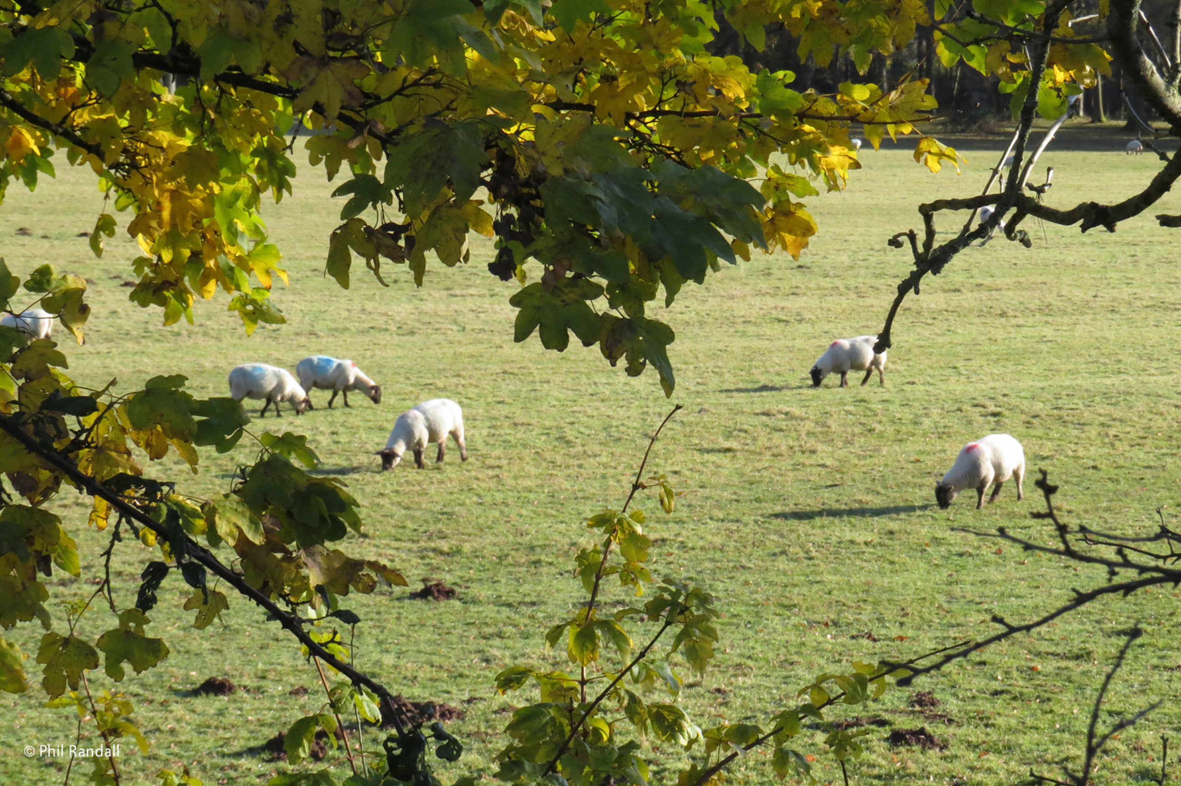 Penhow sheep in field